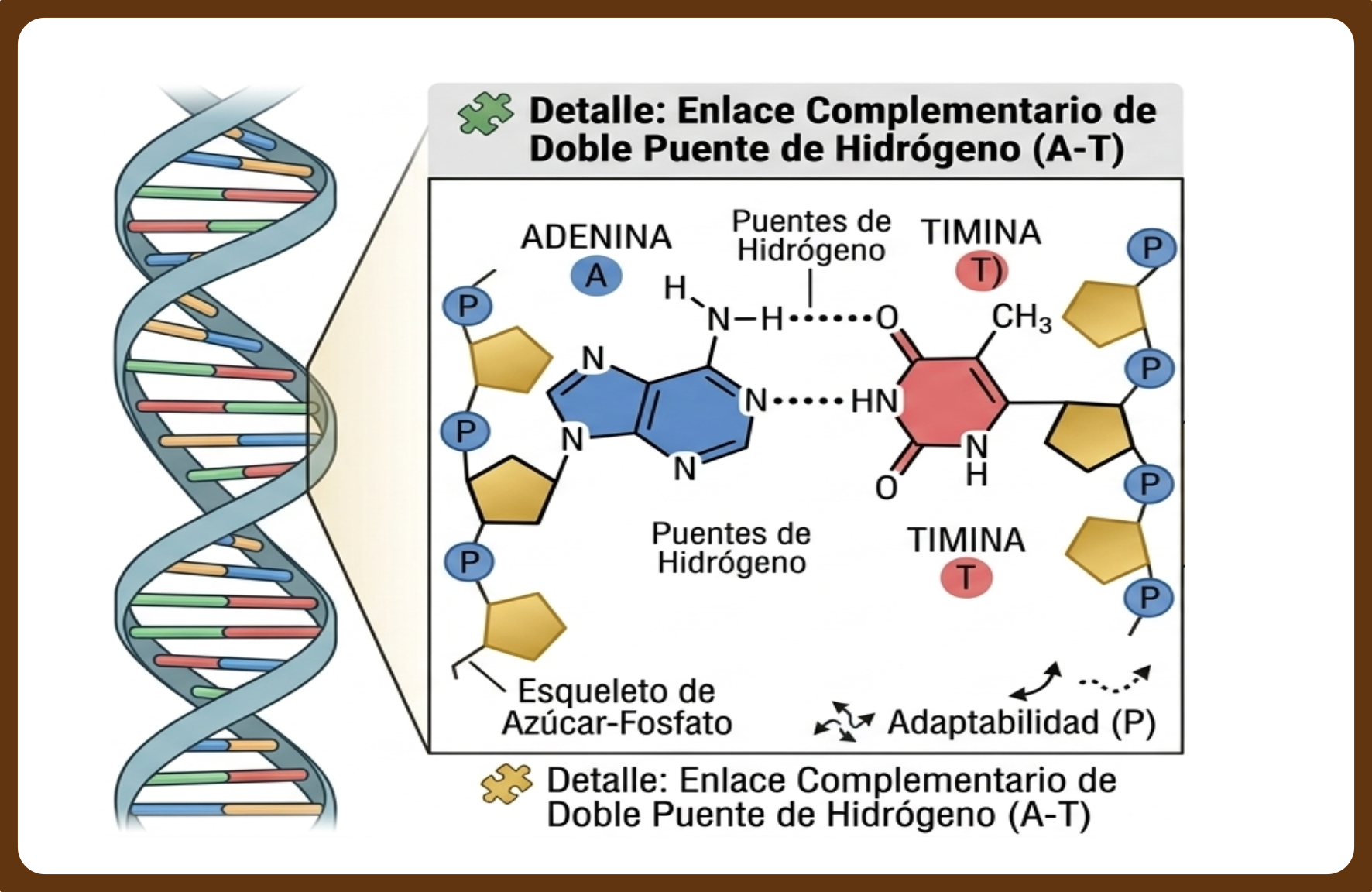 Ilustración de los dos enlaces de hidrógeno