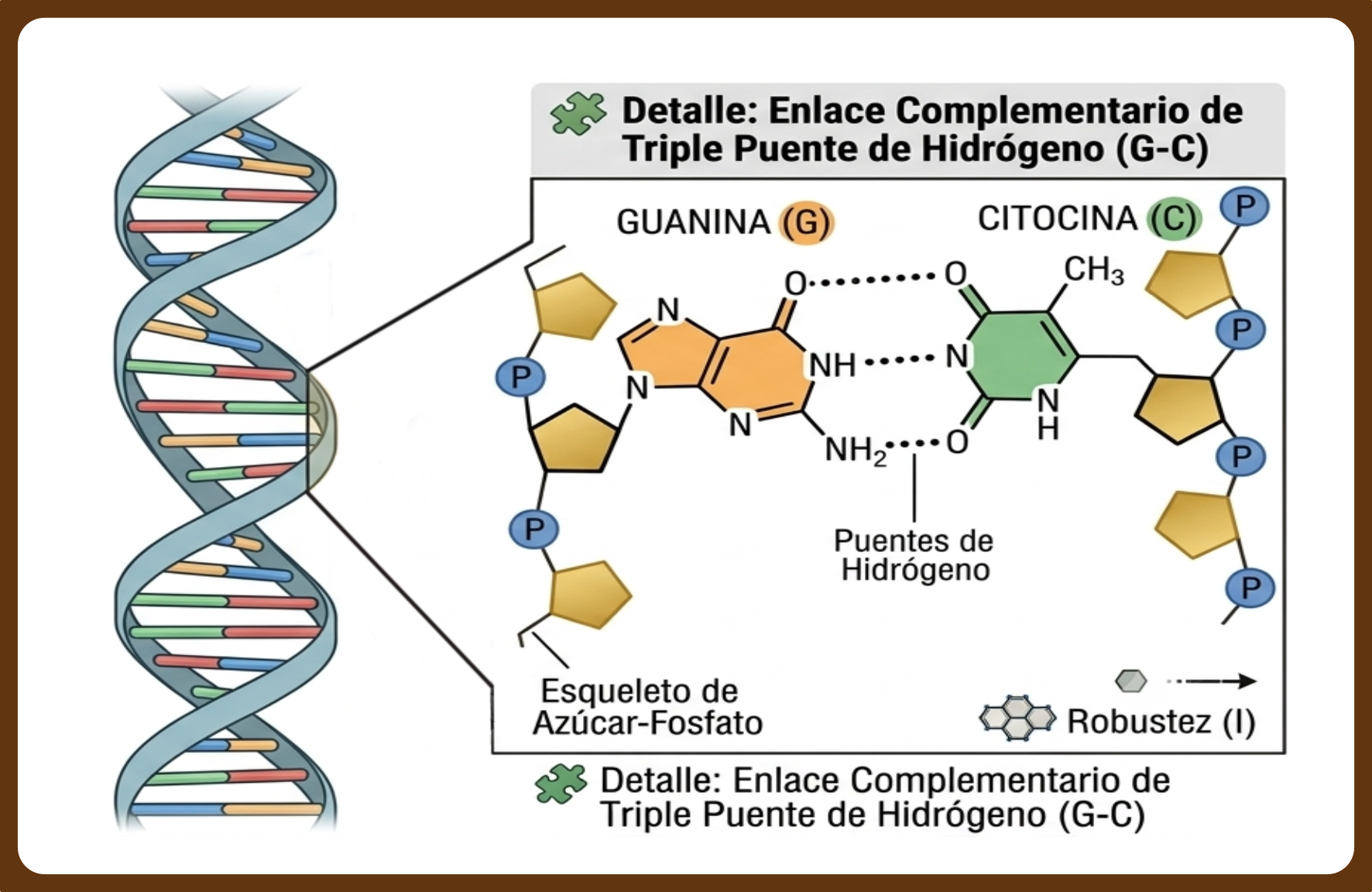 Ilustración de los dos enlaces de hidrógeno